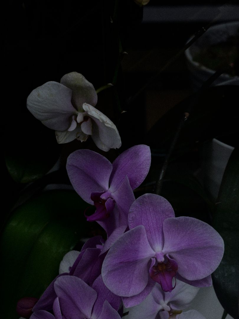 Purple and white Phalaenopsis orchids with green leaves, photographed in a dark setting.