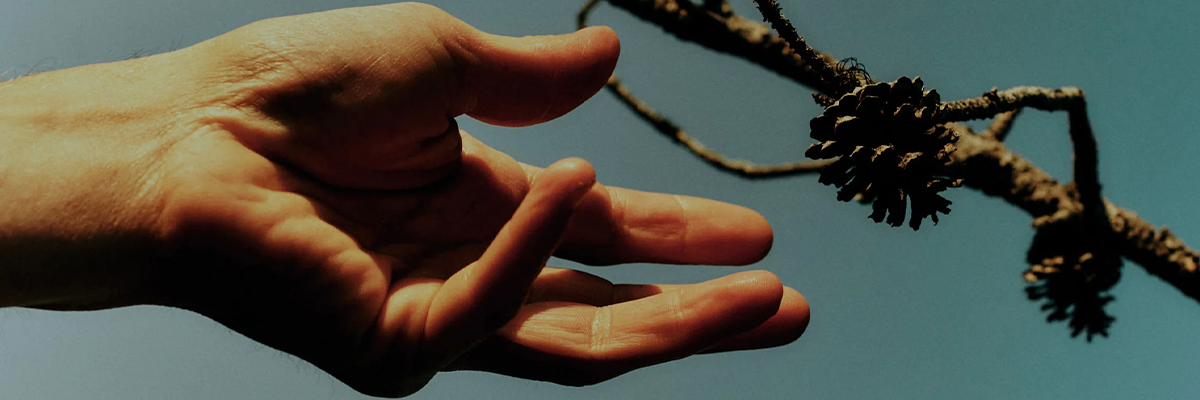 A close-up of a human hand reaching toward tree branches with small pine cones against a clear blue sky.